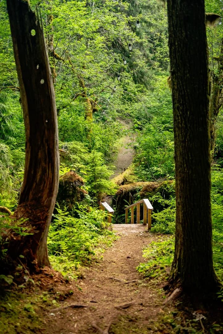 /_next/static/immutable/media/forest-path.0sw198oof1-xd.webp