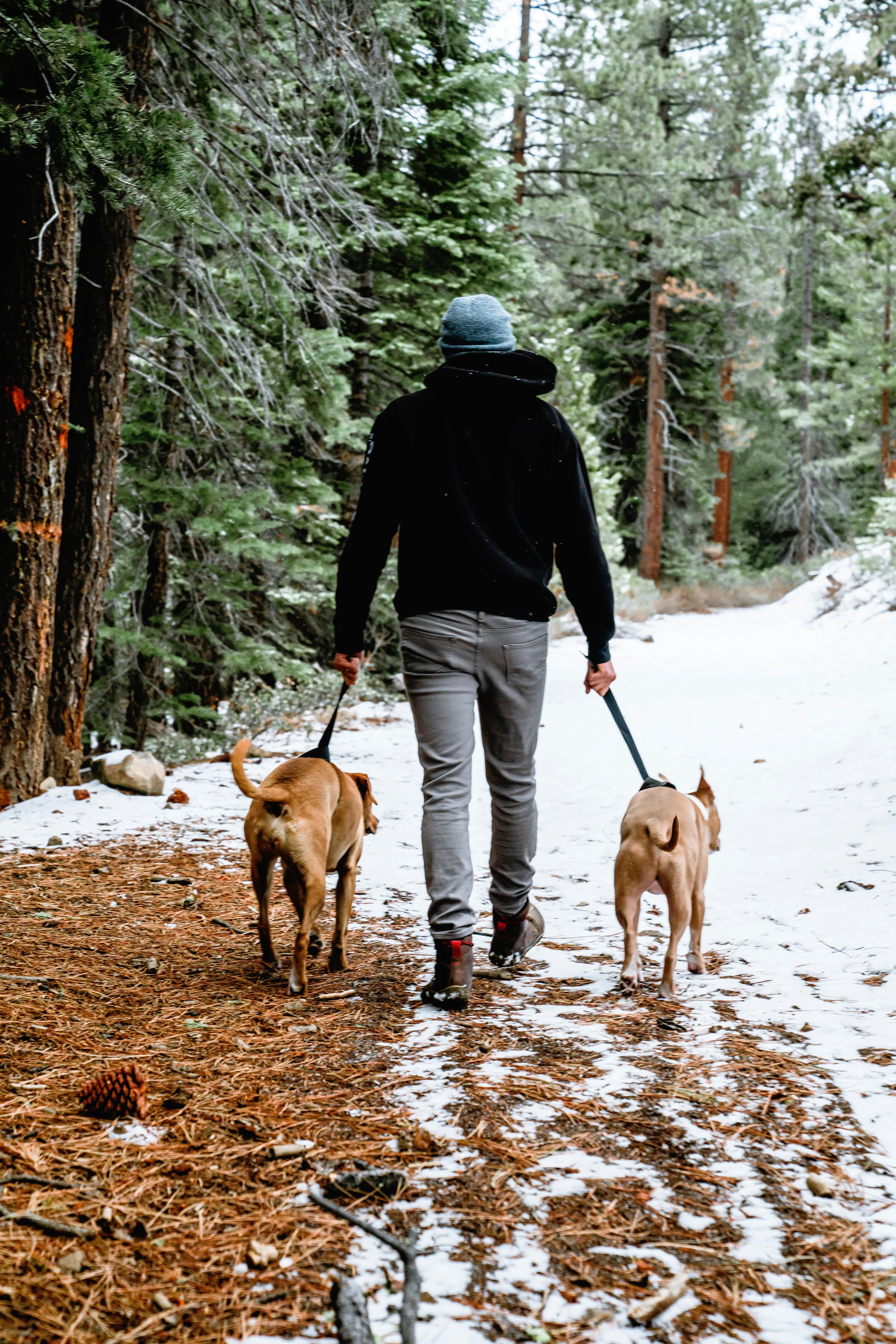 /_next/static/media/dog-walking.16b6f63c.webp